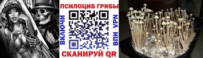 Купить где  Кимры  Псилоцибиновые грибы GOLDEN TEACHER 